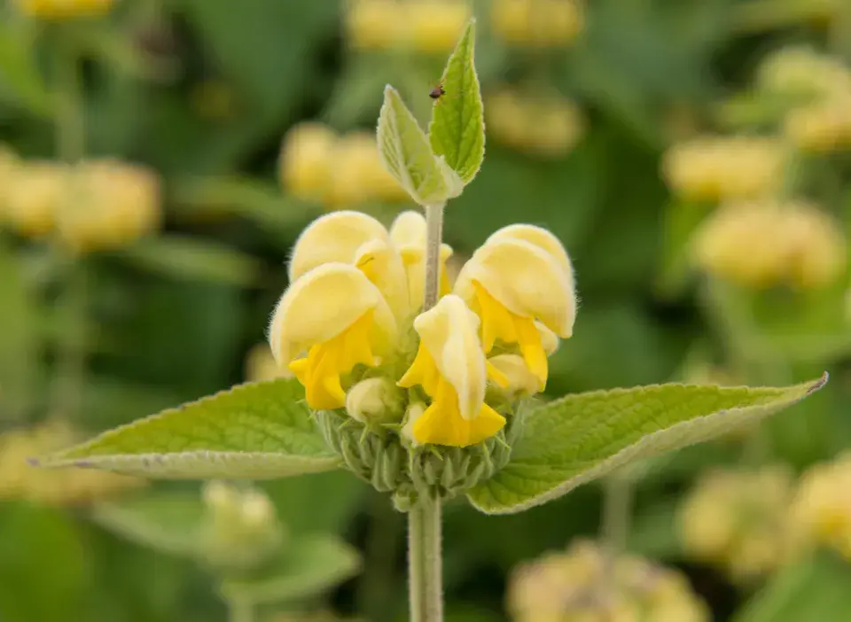 Sápa Russelova (Phlomis russeliana)