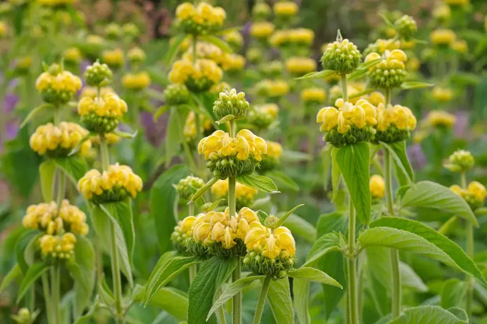 Sápa Russelova (Phlomis russeliana)