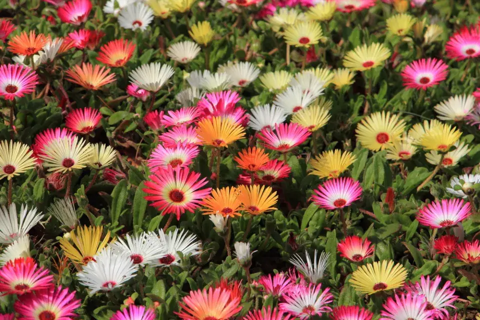 Kosmatec sedmikráskovitý (Dorotheanthus bellidiformis)