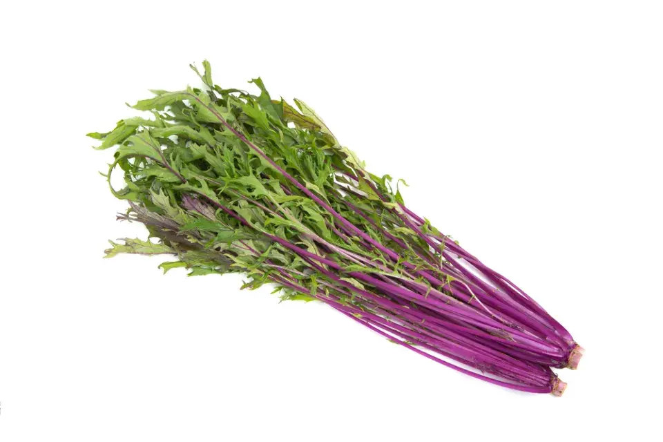 Mizuna (Brassica campestris Japonica)