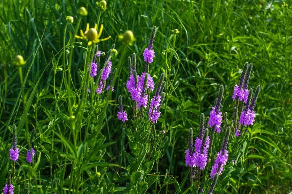 Sporýš přímý (Verbena stricta) 