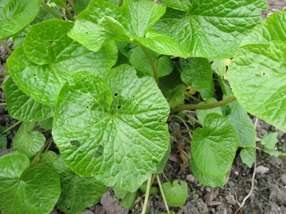 Japonský křen wasabi (Wasabia japonica)