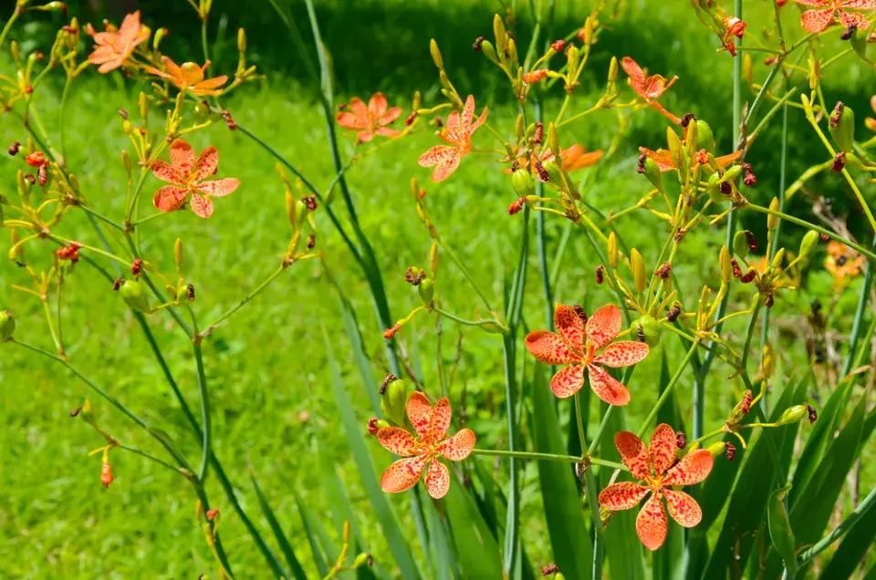 Angínovník čínský