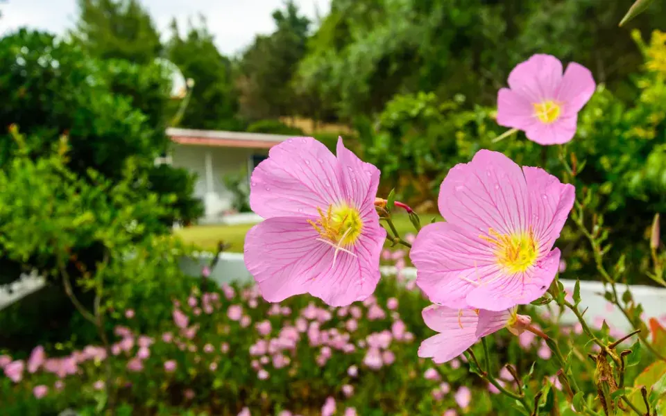 Pupalka nádherná (Oenothera speciosa) 