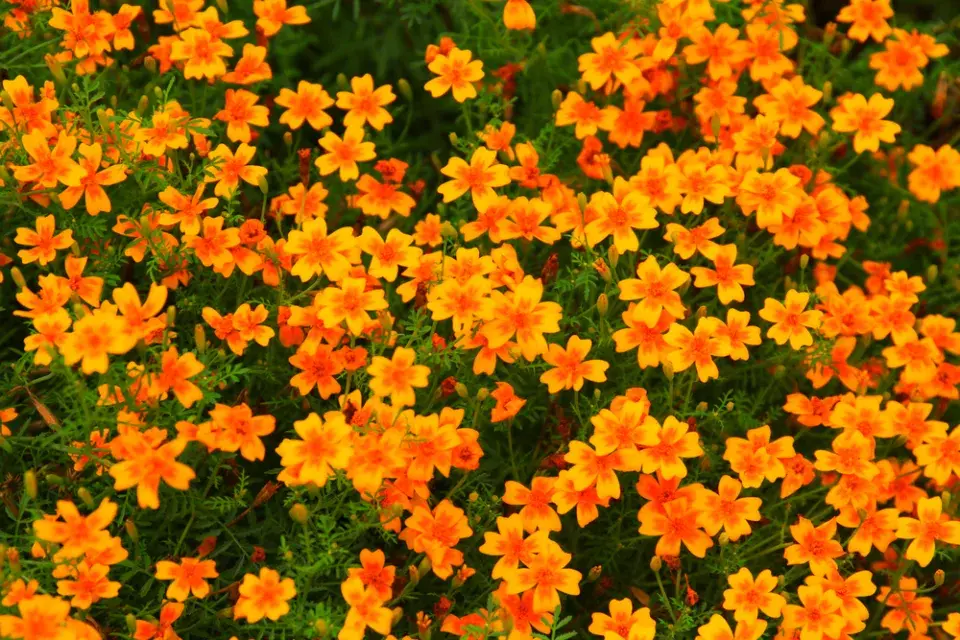 Afrikán tenkolistý