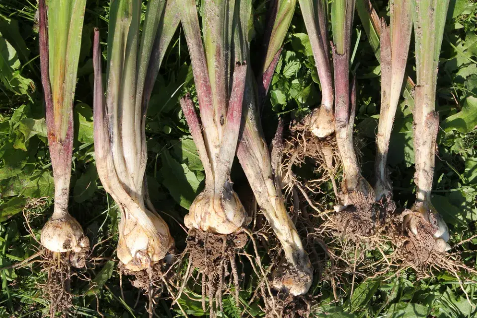 Habešský mečík nebo také vonný mečík či acidanthera (Gladiolus murielae)