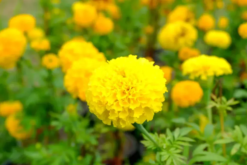 Afrikán vzpřímený