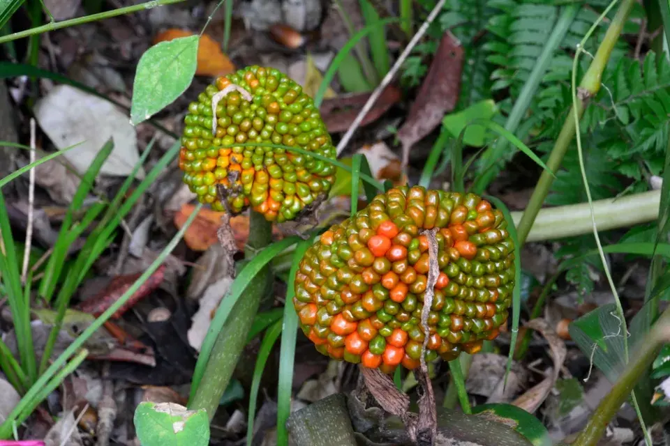 Plodenství arizémy