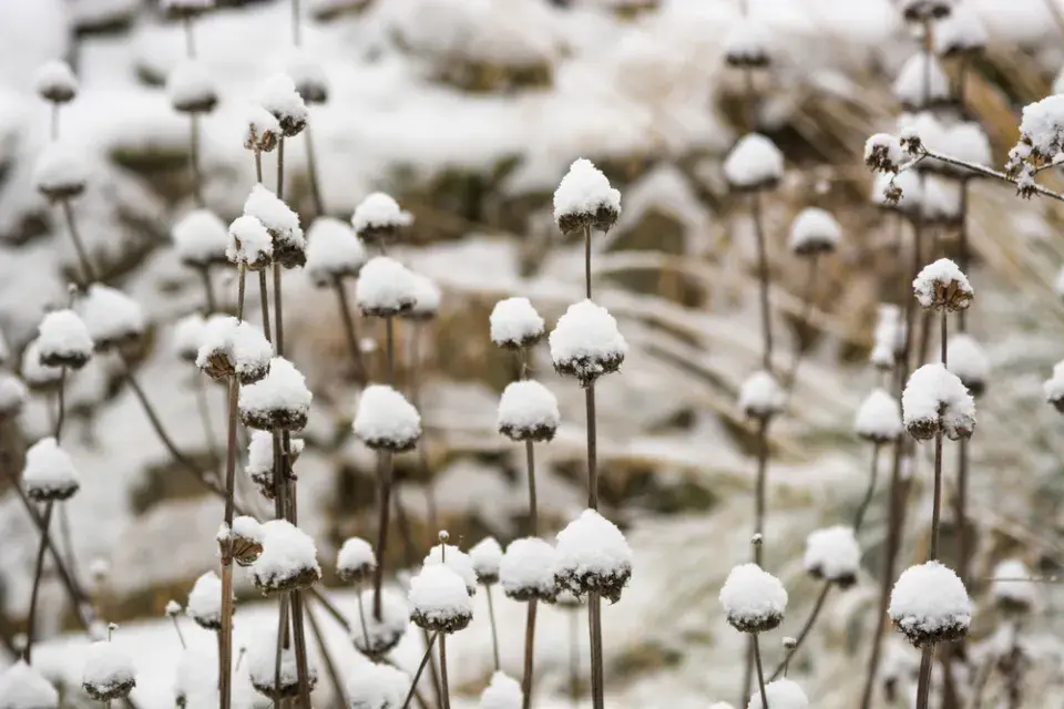 Sápa Russelova (Phlomis russeliana)
