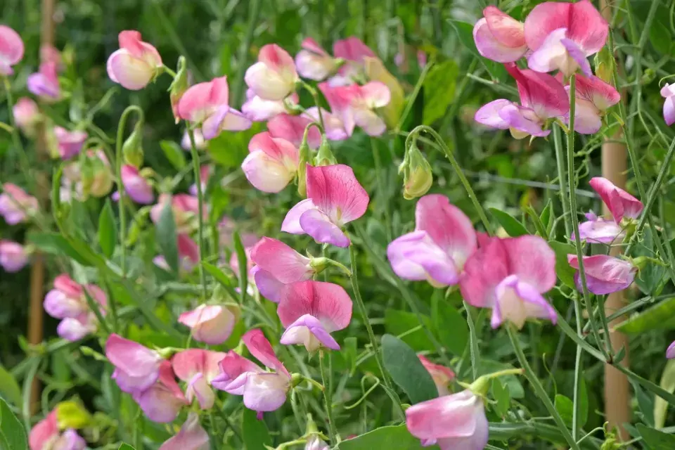 Hrachor vonný (Lathyrus odoratus)