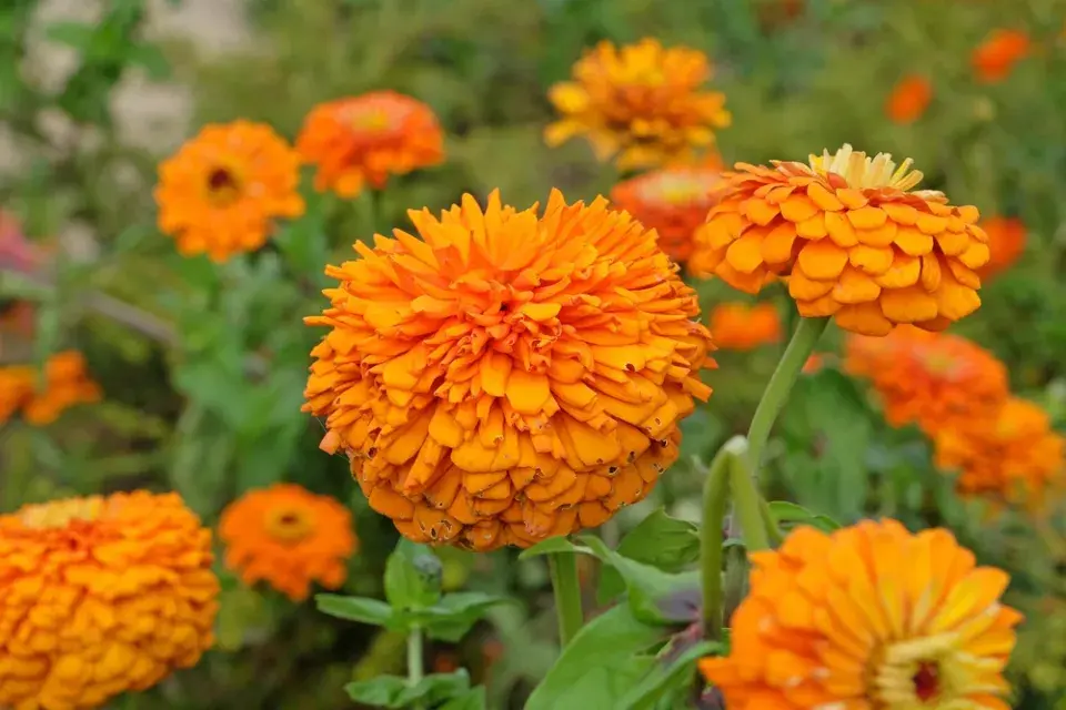 Cínie neboli ostálka lepá (Zinnia elegans)