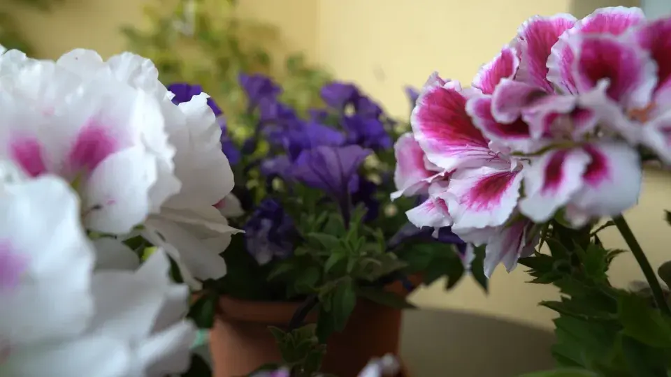 Balkonová zahrada Michaely Dolinové