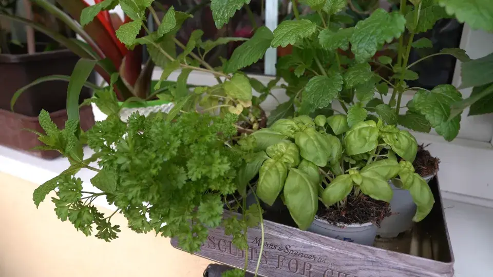 Balkonová zahrada Michaely Dolinové