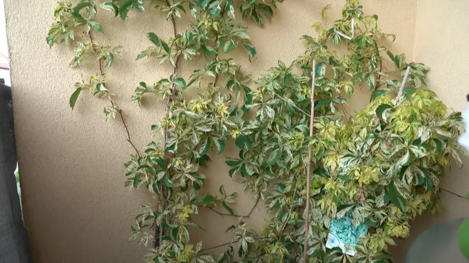 Balkonová zahrada Michaely Dolinové