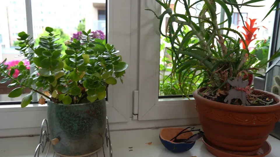 Balkonová zahrada Michaely Dolinové