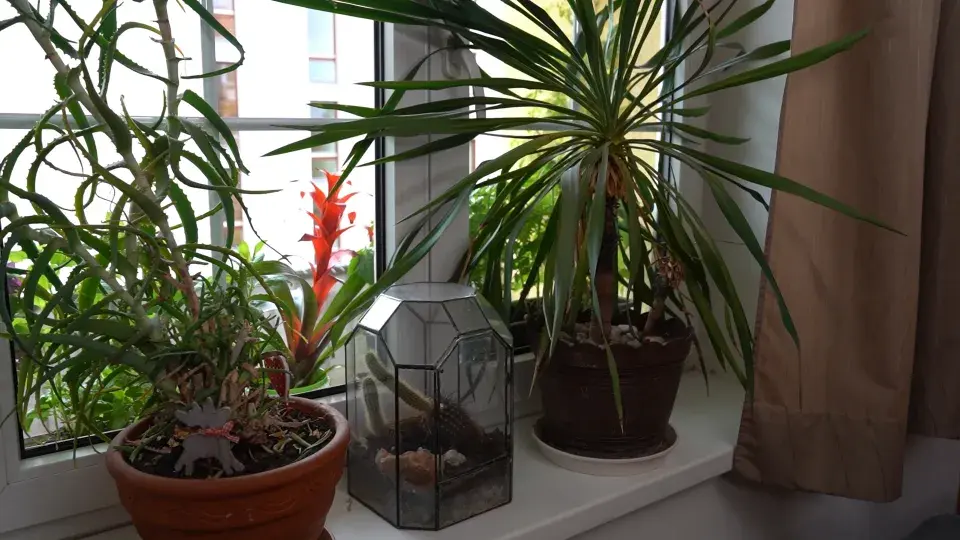 Balkonová zahrada Michaely Dolinové