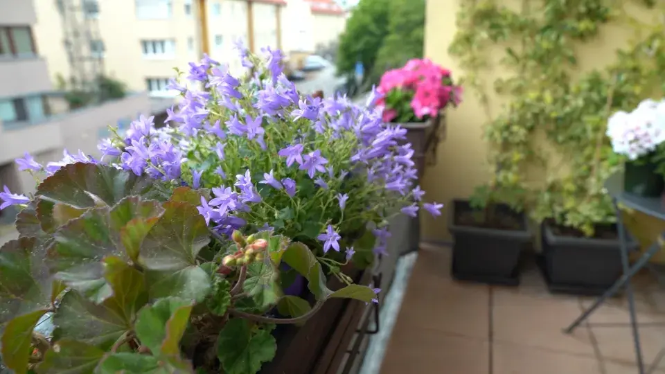 Balkonová zahrada Michaely Dolinové