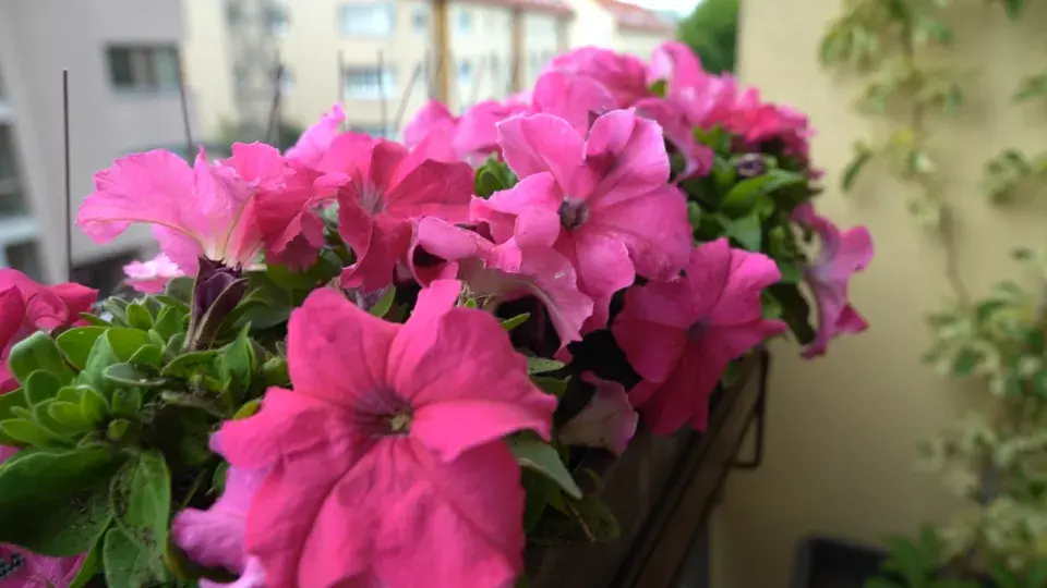 Balkonová zahrada Michaely Dolinové