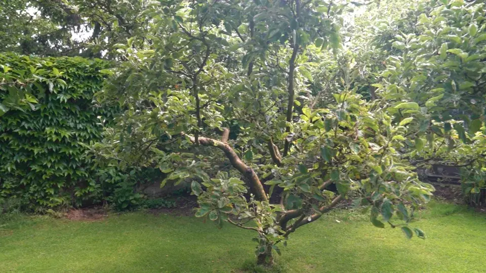 Zahrada Heleny Vondráčkové