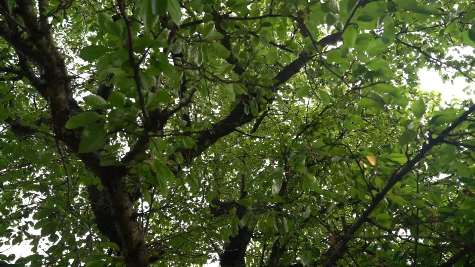 Zahrada Heleny Vondráčkové