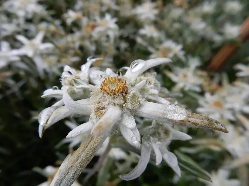 Alpská protěž (Leontopodium alpinum) 