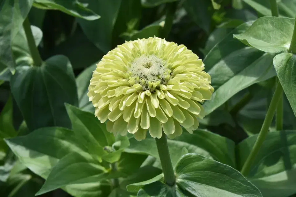 Cínie neboli ostálka lepá (Zinnia elegans)