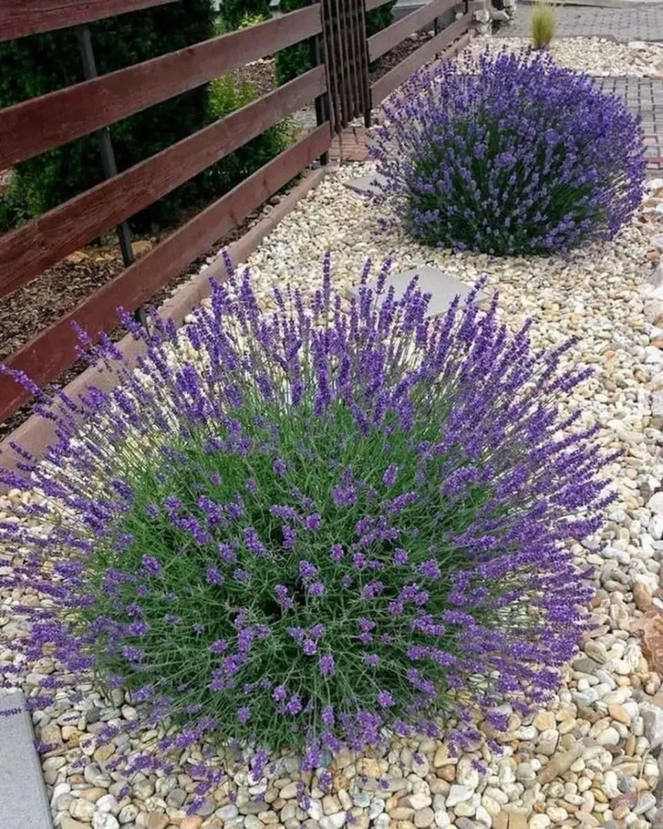 Pěstování levandule