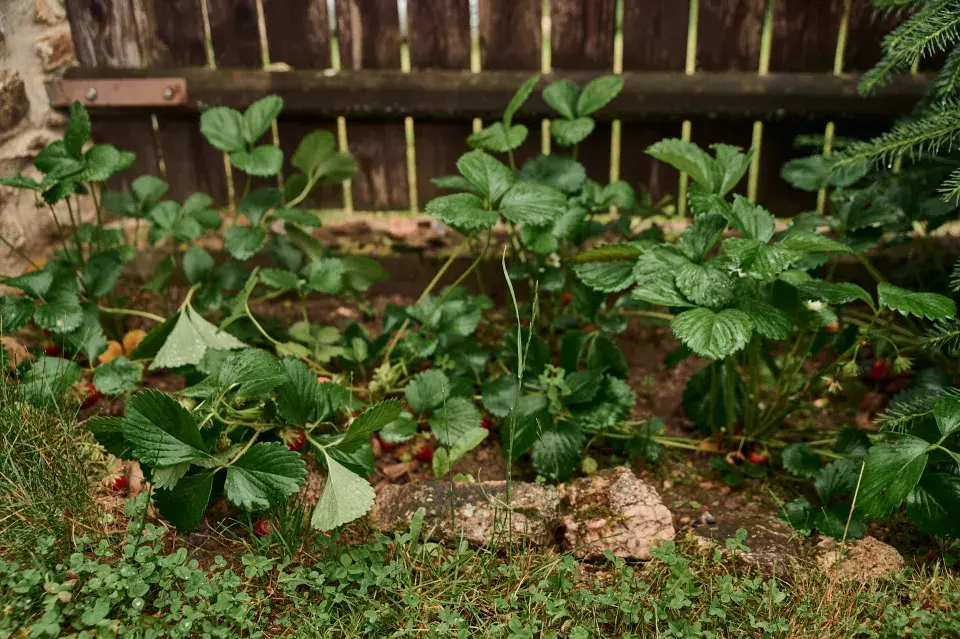 Zahrada Pavla Berkyho