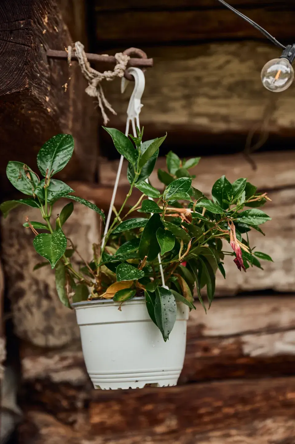 Zahrada Pavla Berkyho