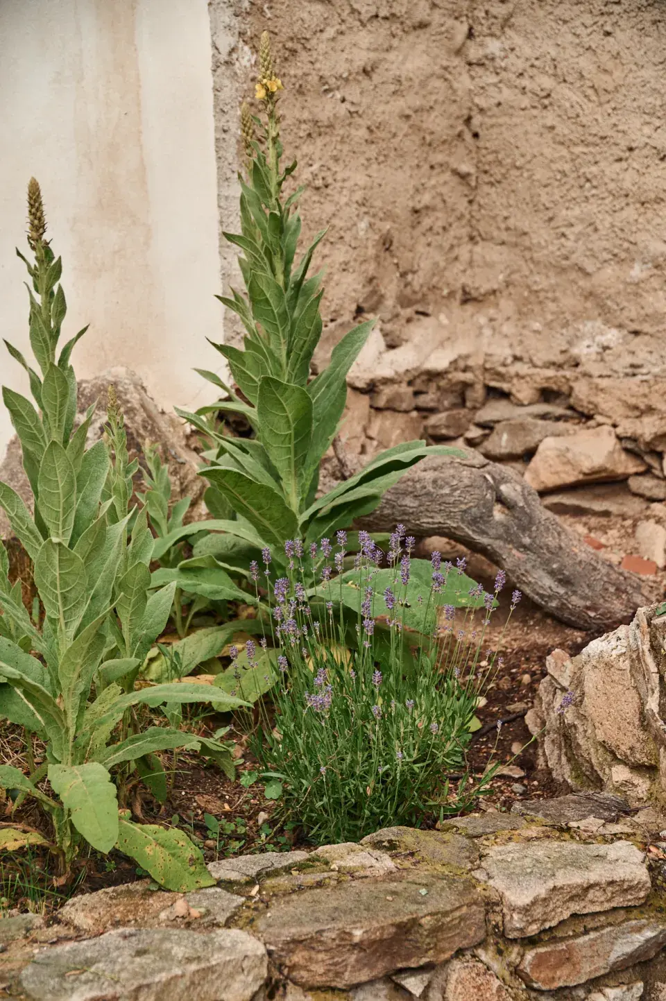 Zahrada Pavla Berkyho