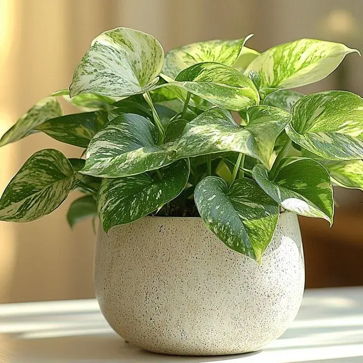 Pokojové rostliny na školním parapetu