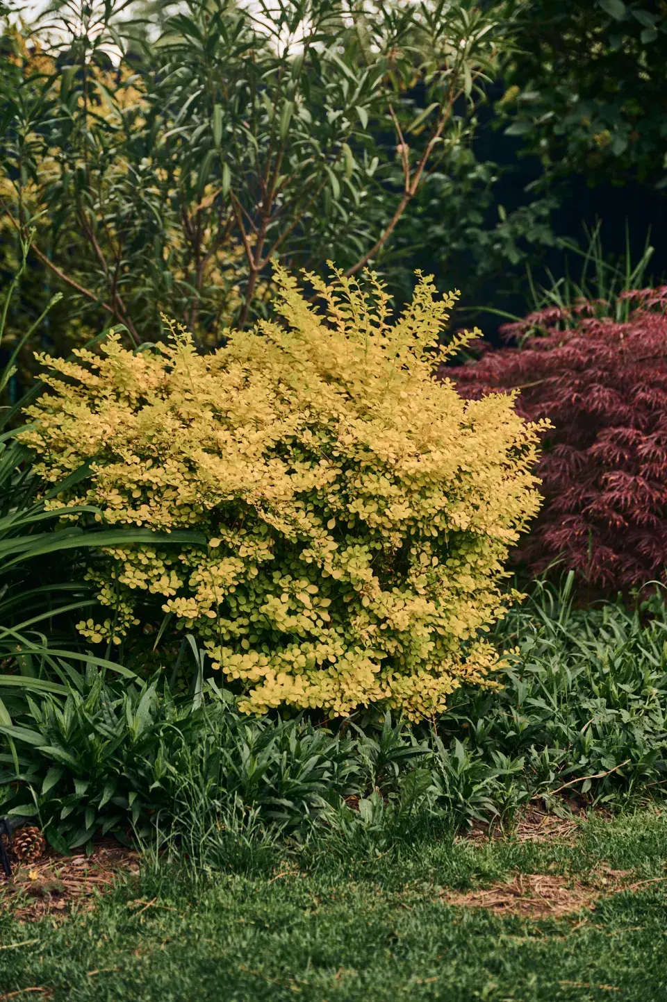 Zahrada Heleny Vondráčkové