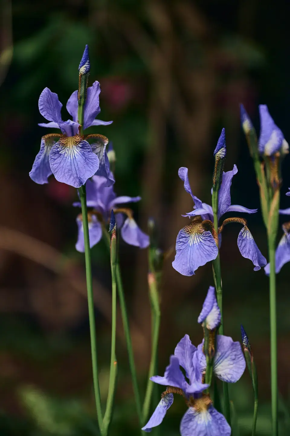Zahrada Heleny Vondráčkové