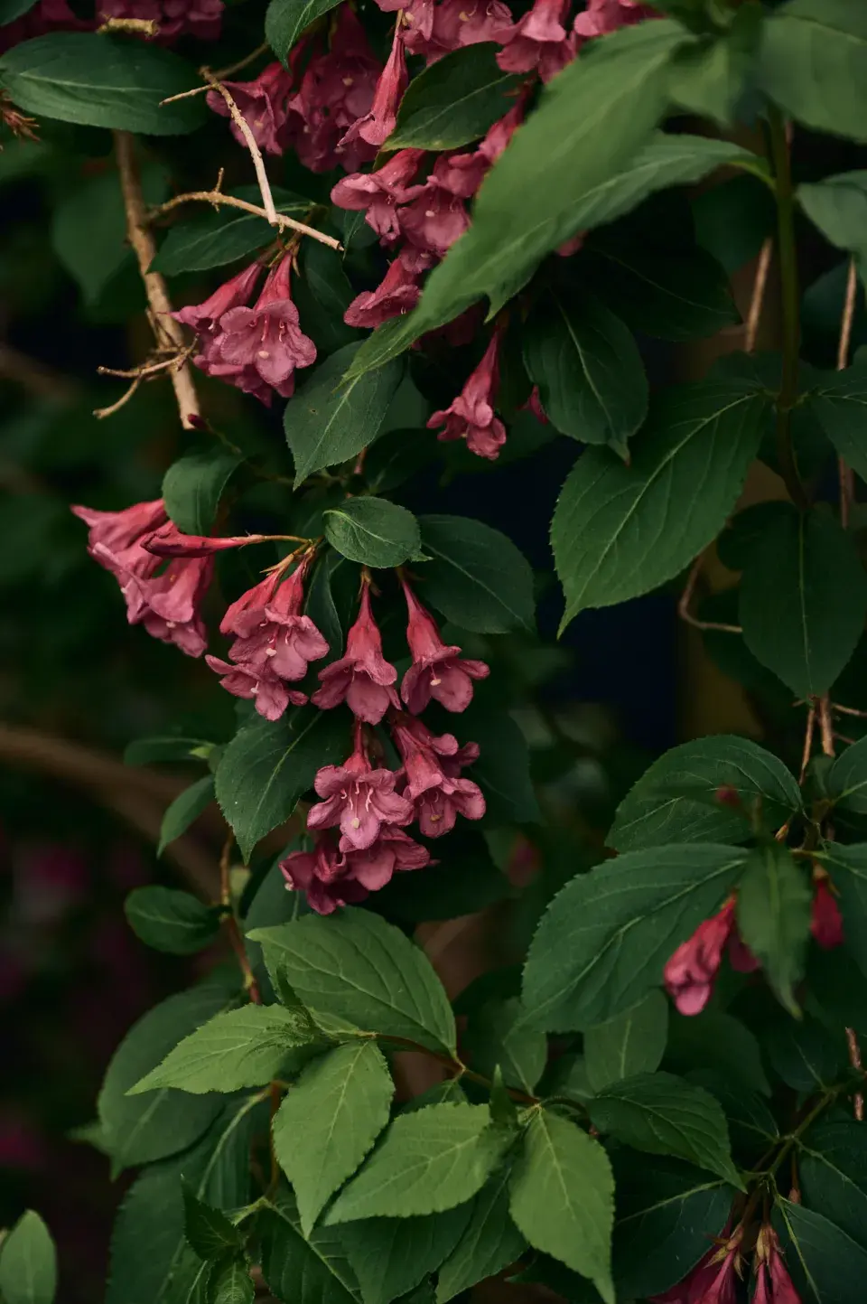 Zahrada Heleny Vondráčkové