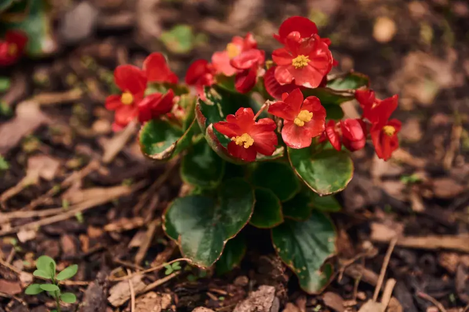 Zahrada Heleny Vondráčkové