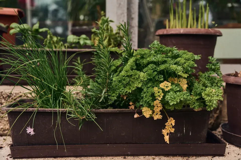 Zahrada Heleny Vondráčkové