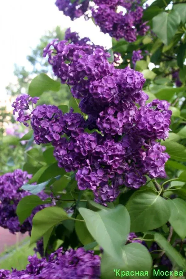 Šeřík na zahradě