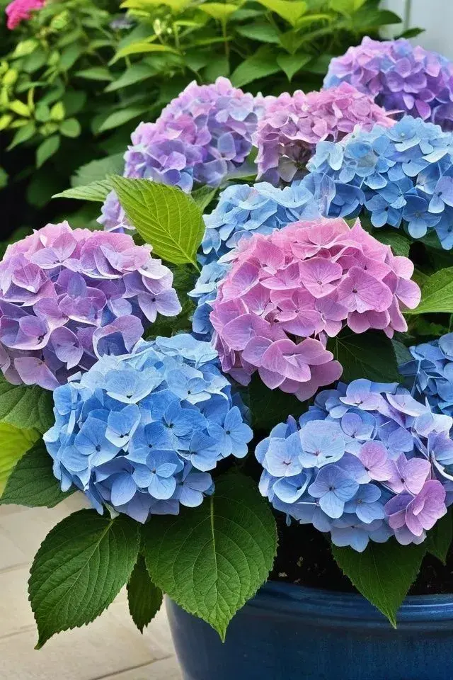 Letničky na zahradě