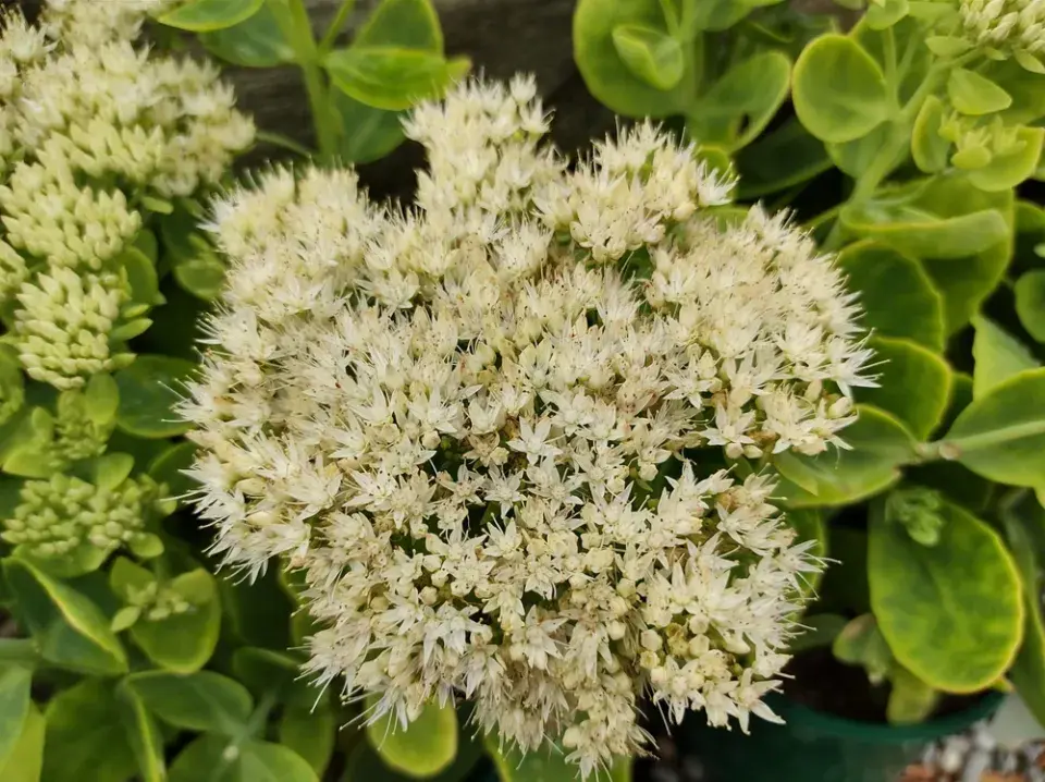 Rozchodníkovce (Hylotelephium)