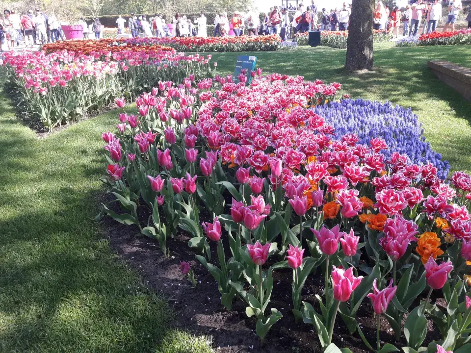 Tulipány a modřence