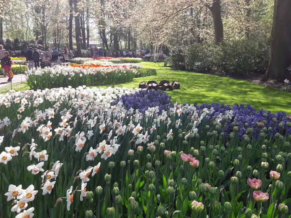 Kombinace tulipánů, narcisů a modřenců