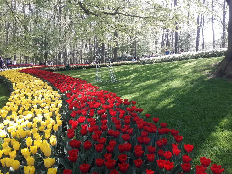 Barevná kombinace tulipánů
