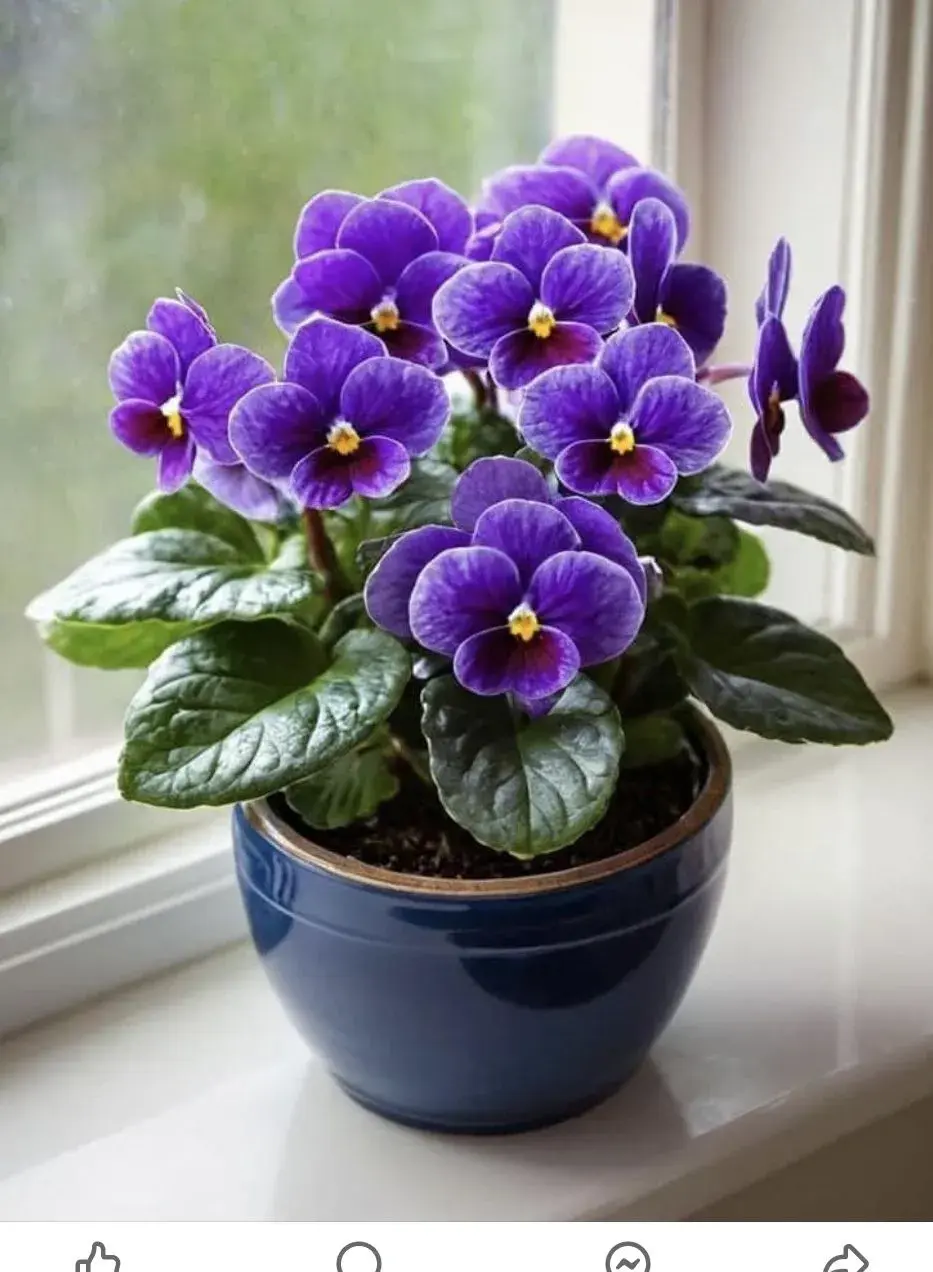 Pokojové rostliny na školním parapetu