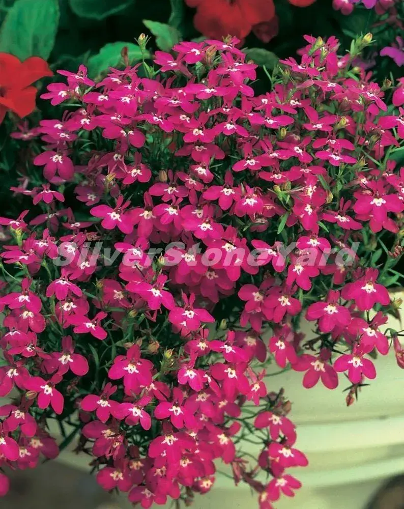 Letničky na zahradě