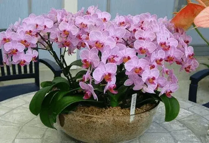 Orchideje a substrát