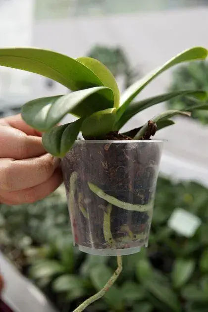 Orchideje a substrát