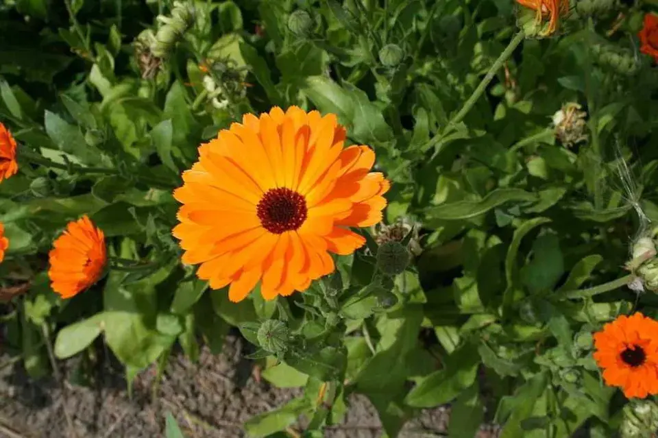 Rostliny proti komárům