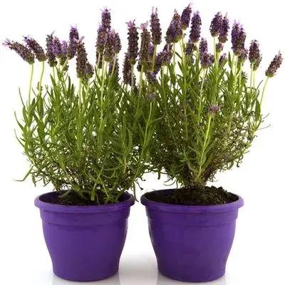 Pěstování levandule