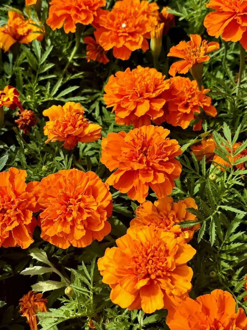 Letničky na zahradě