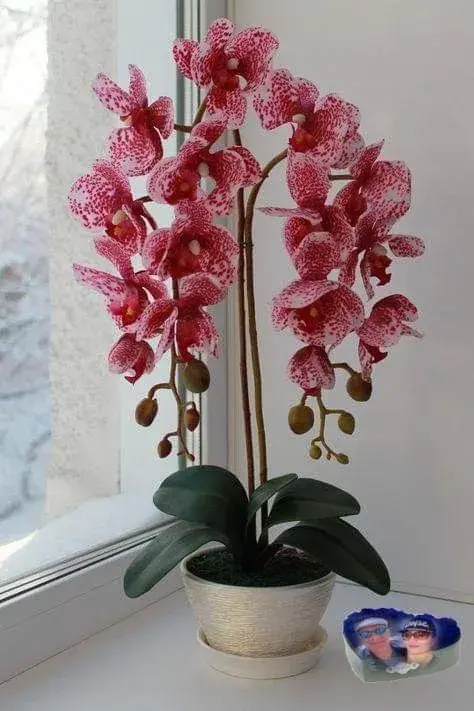 Orchideje a substrát